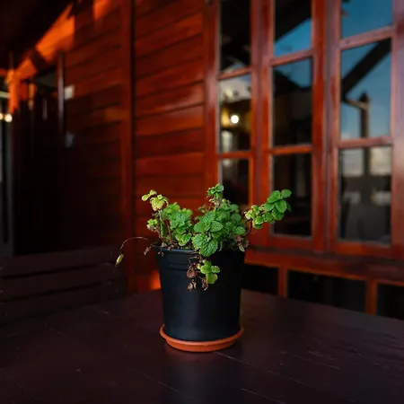 La Cabala Del Draguillo 圣克鲁斯-德特内里费