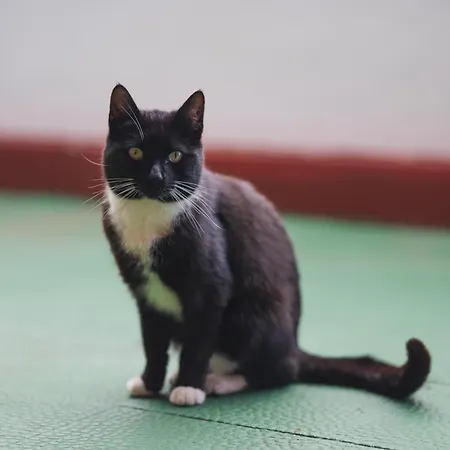 度假居 La Cabala Del Draguillo *