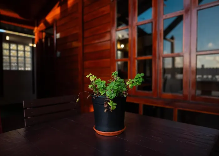 La Cabala Del Draguillo Santa Cruz de Tenerife