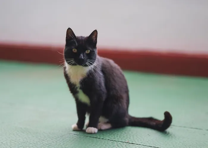 Feriehus La Cabala Del Draguillo *