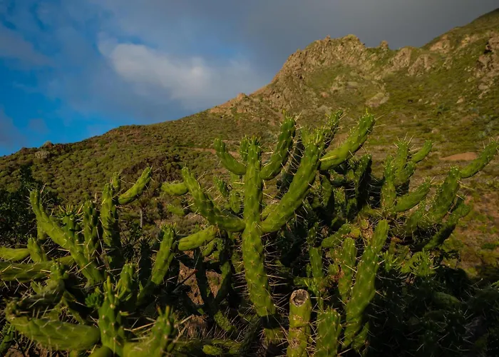 La Cábala Del Draguillo *